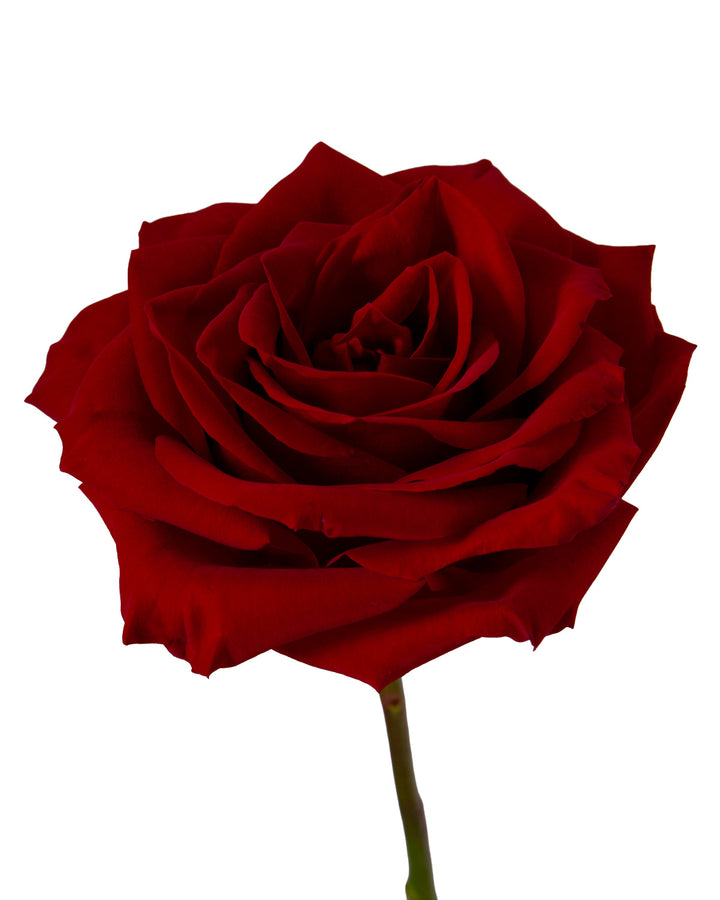 Lady In Red Rose Valentine Day