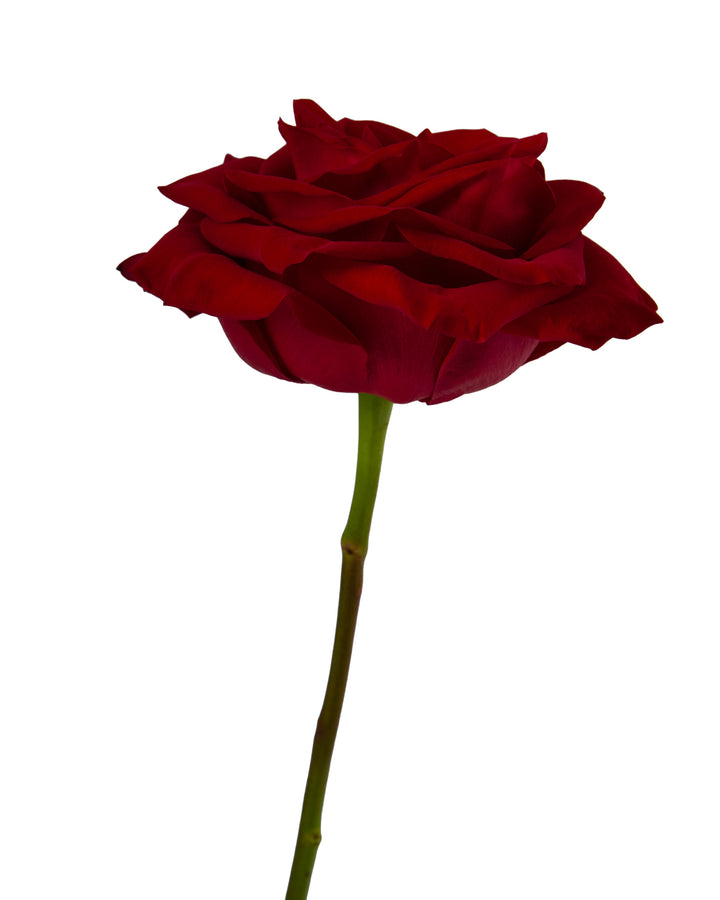 Lady In Red Rose Valentine Day