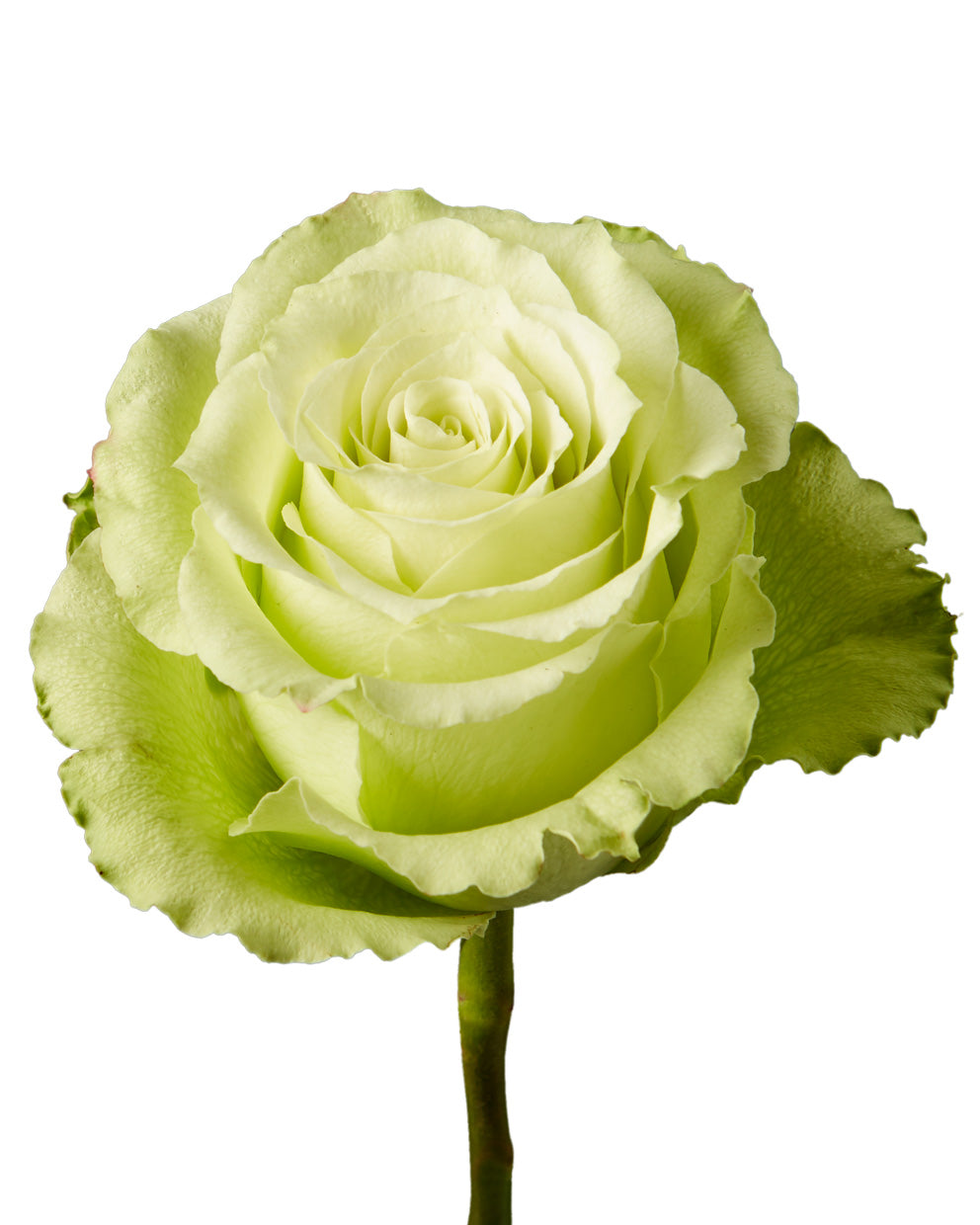 Lemonade Rose