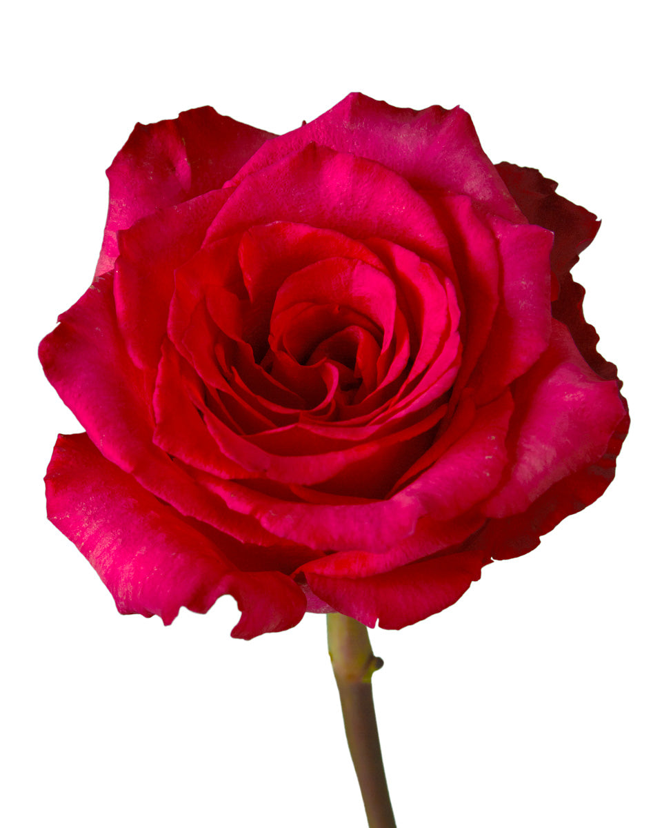 Level Up Rose