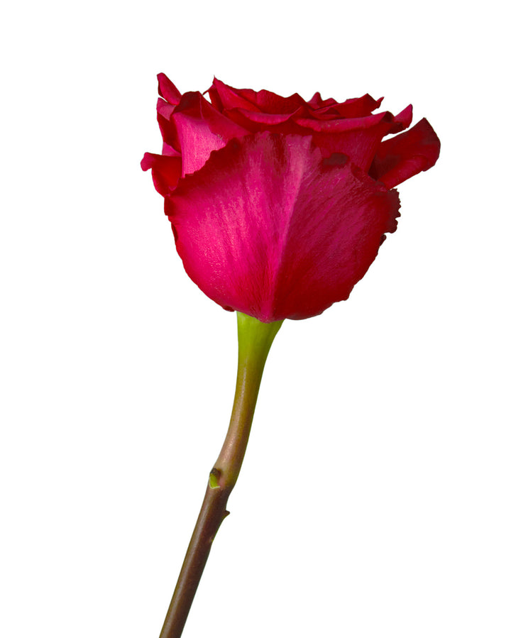 Level Up Rose