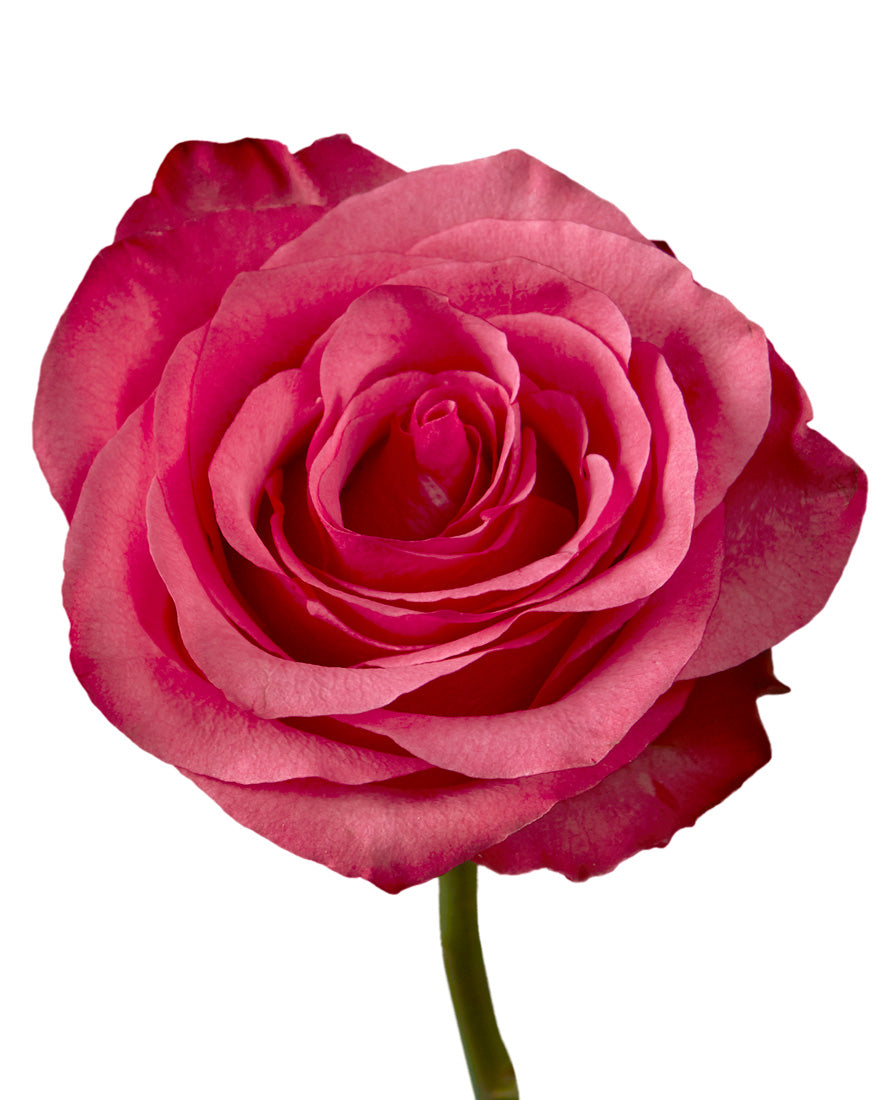 Buy Wholesale Hot Pink Flowers in Bulk | PetalJet