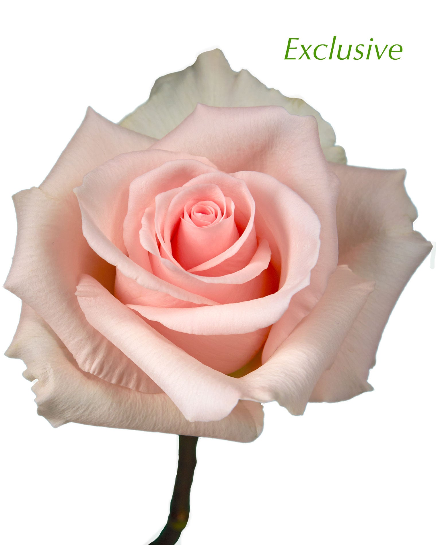 Luxury Rose Mother's Day