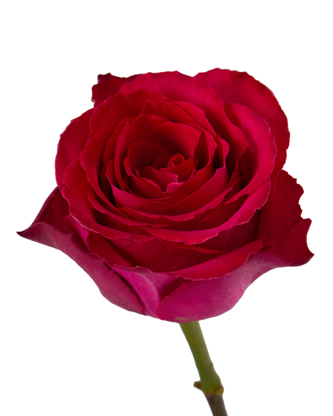 Madam Cerise Rose Valentine Day