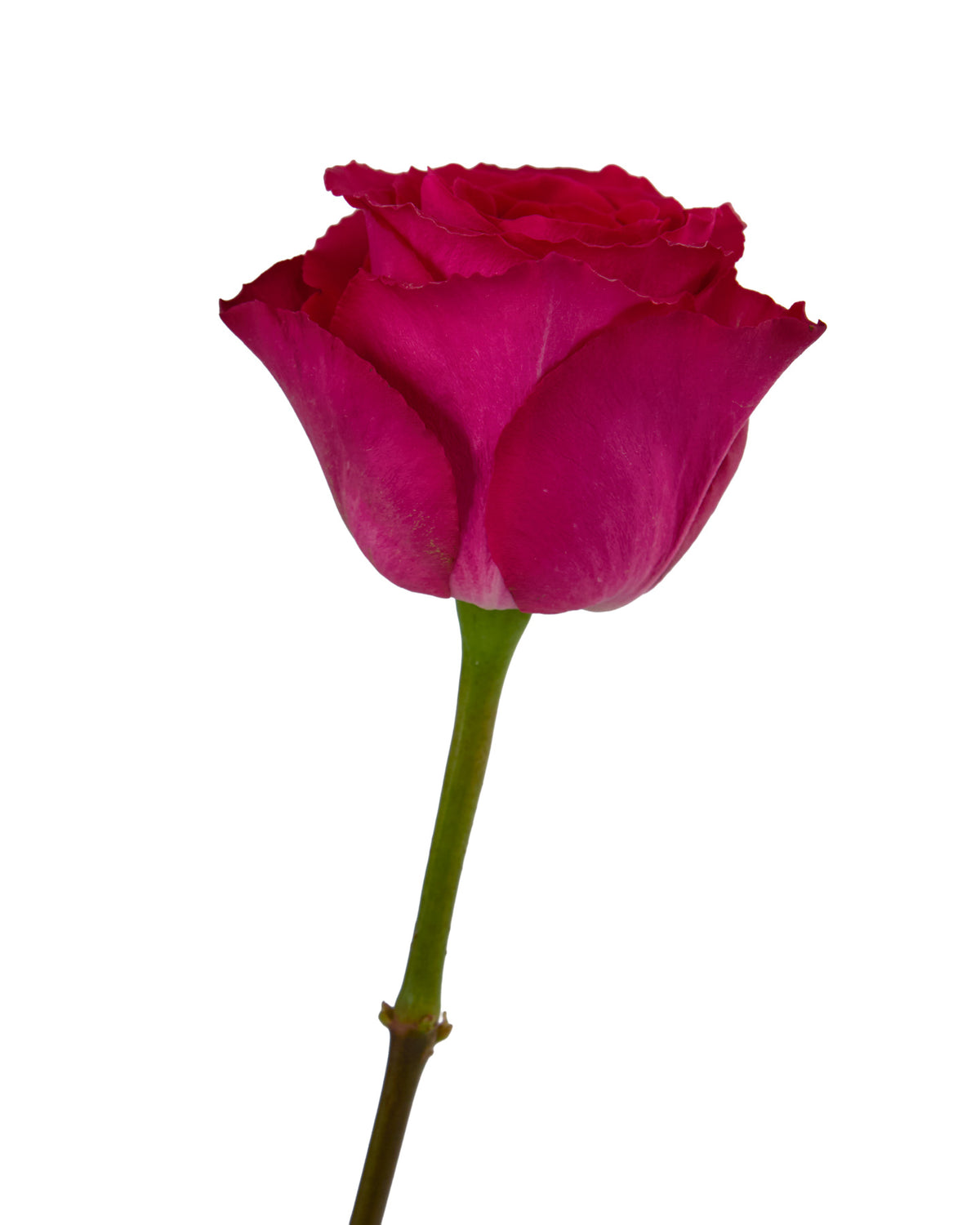 Cerise Pink Roses Wholesale Madam Cerise Rose | PetalJet