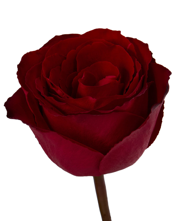 Madam Red Rose Valentine Day