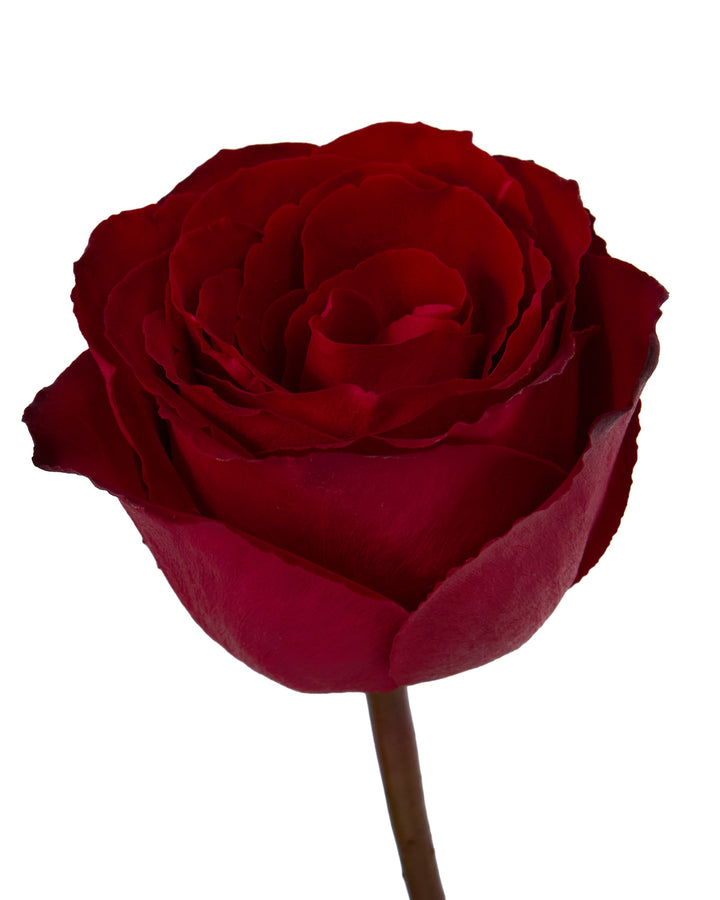 Madam Red Rose