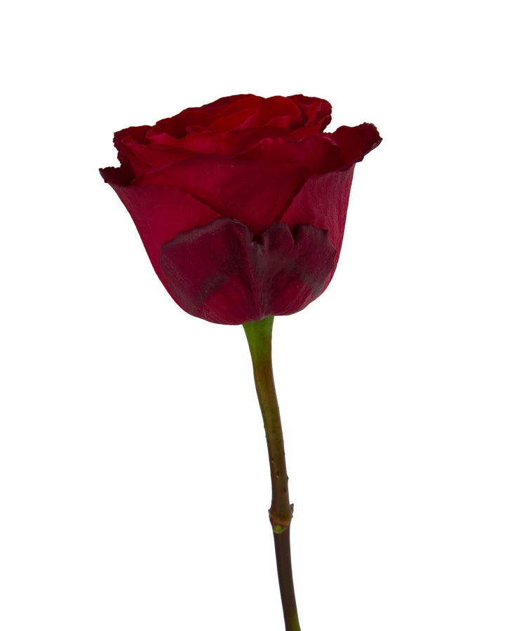 Madam Red Rose Valentine Day