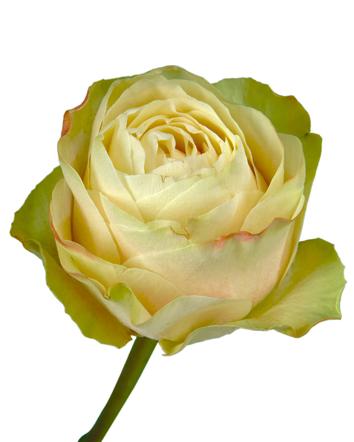 Magnolia Rose