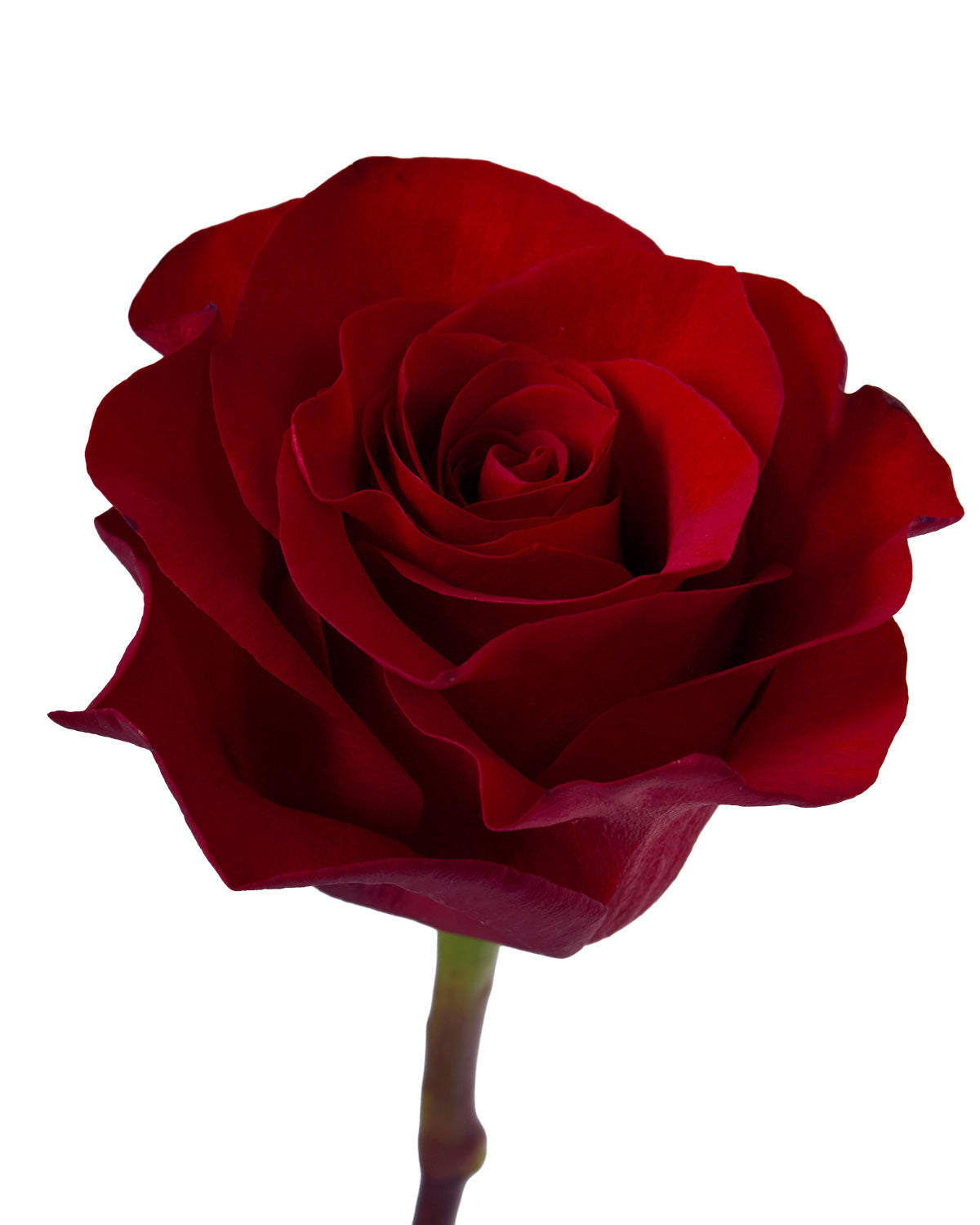 Mamma Mia Rose Valentine Day