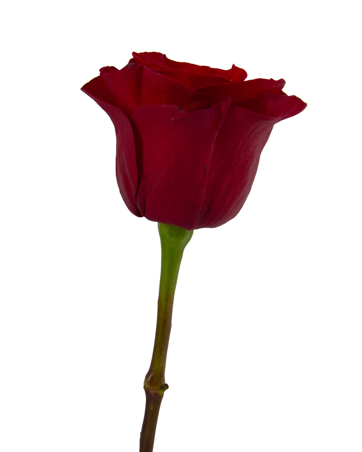 Mamma Mia Rose Valentine Day