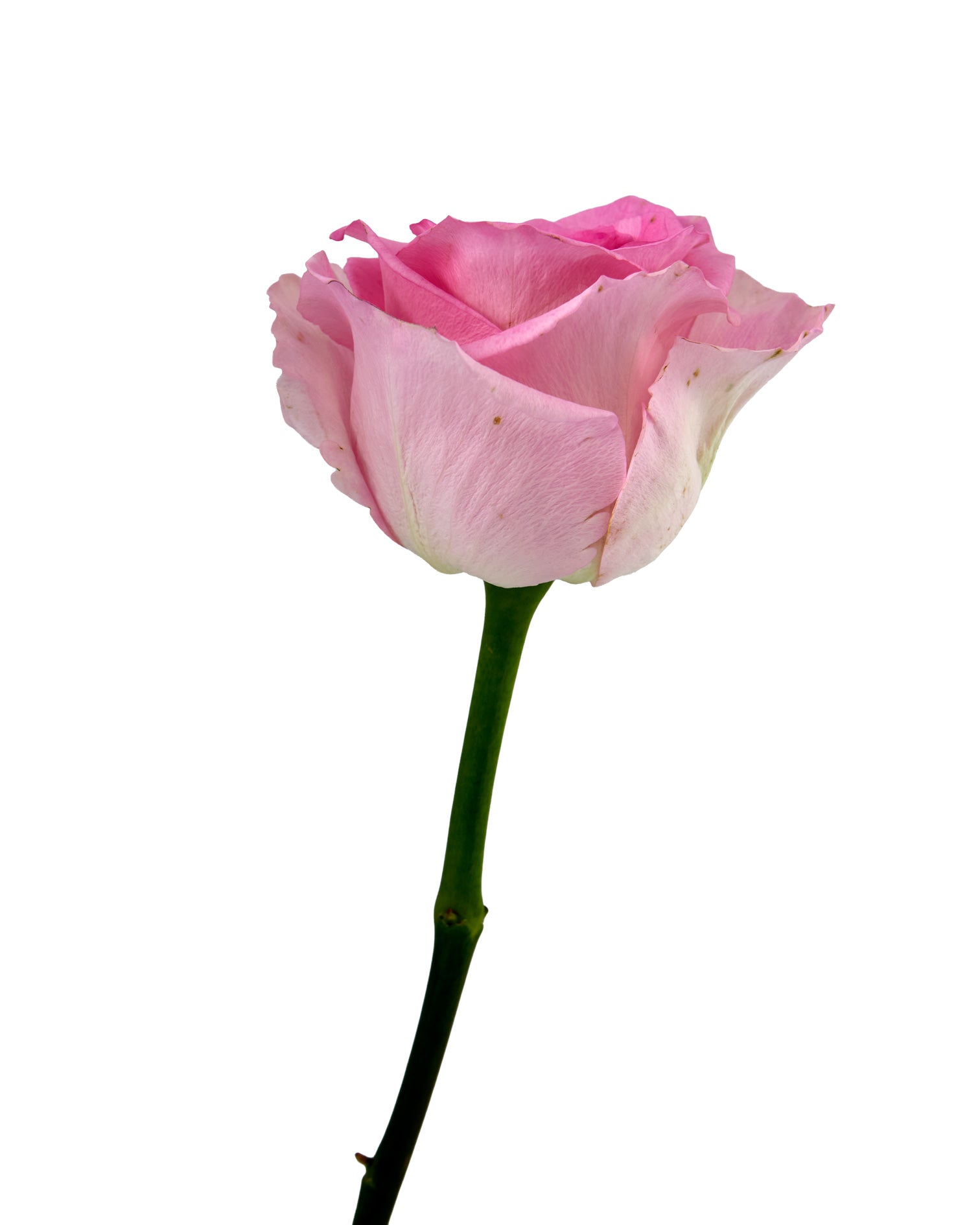 Wholesale Mandala Rose | PetalJet