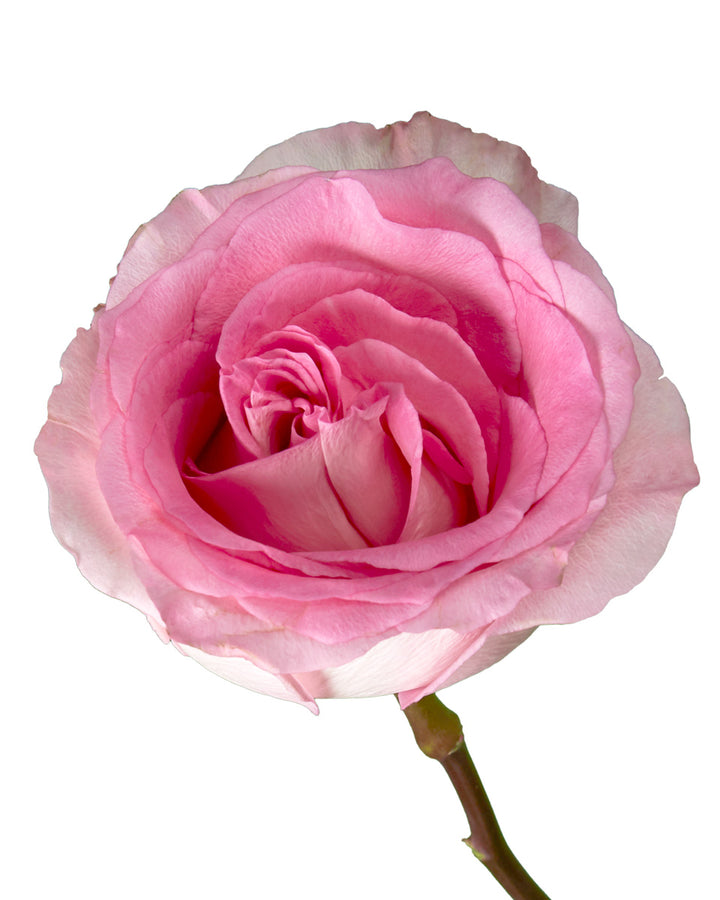 Mondella Roses Wholesale Mandala Rose | PetalJet