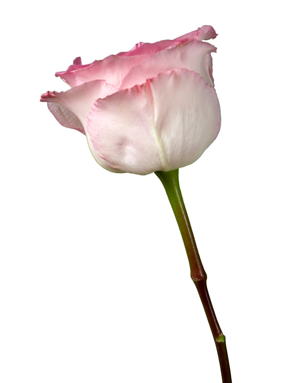 「Pink Rose」テンペラ画 rose-mandala-pink-flower-