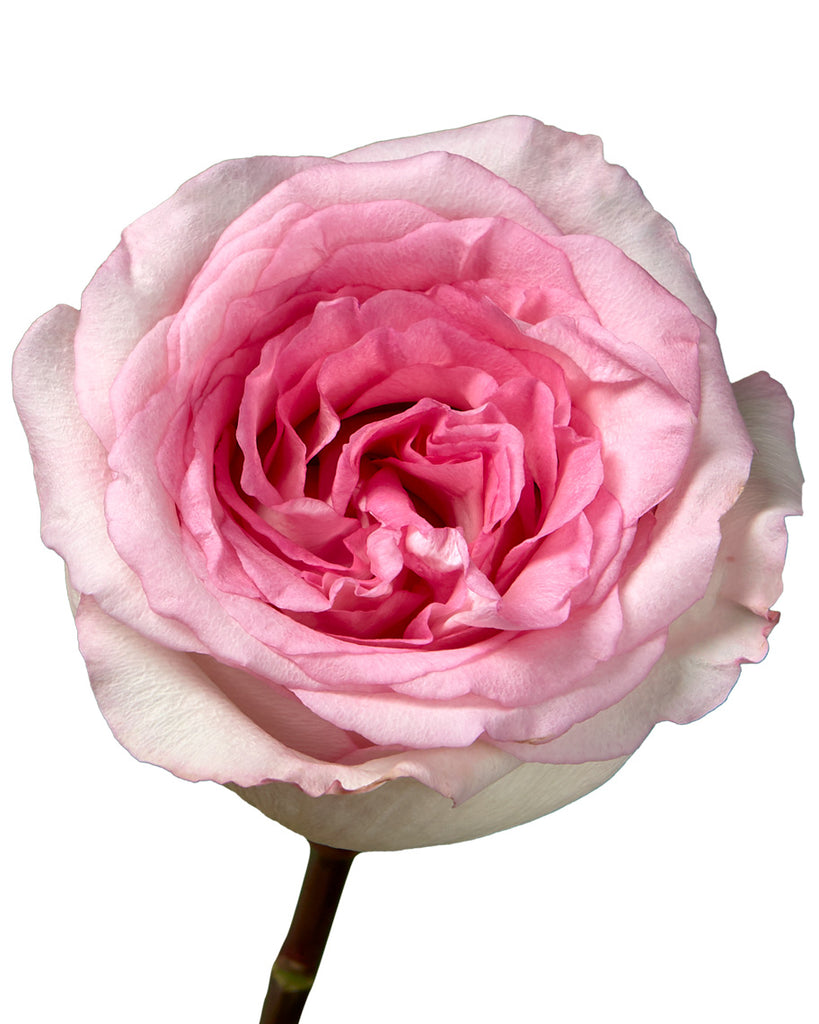 「Pink Rose」テンペラ画 Pink Roses Mandala | TR The Flower Depot