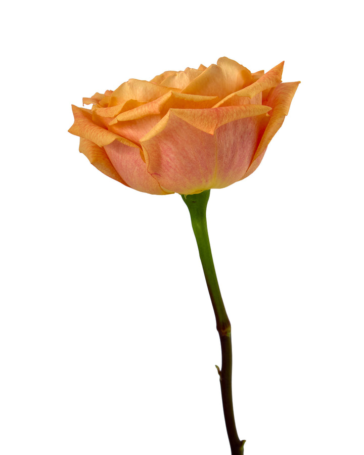 Mango Tango Rose