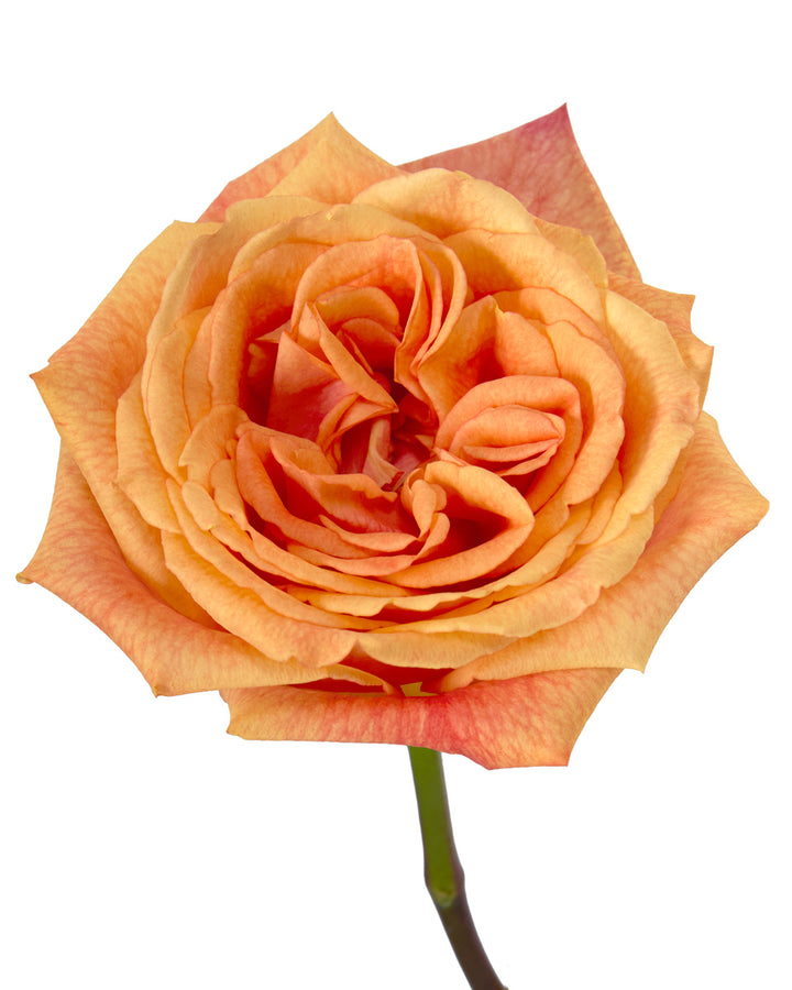 Mango Tango Rose
