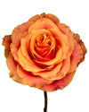Martina Orange Rose