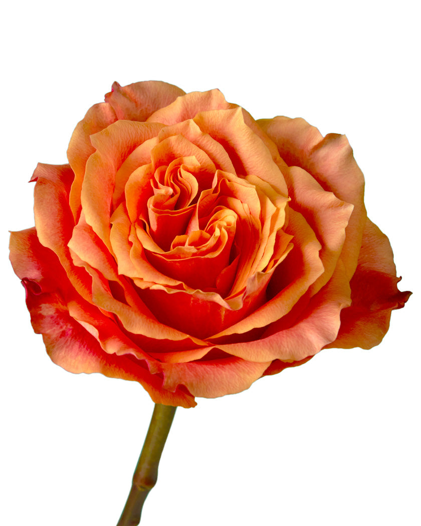 Martina Orange Rose