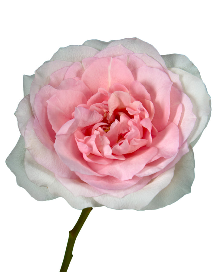 Mayra Bridal Pink Garden Rose