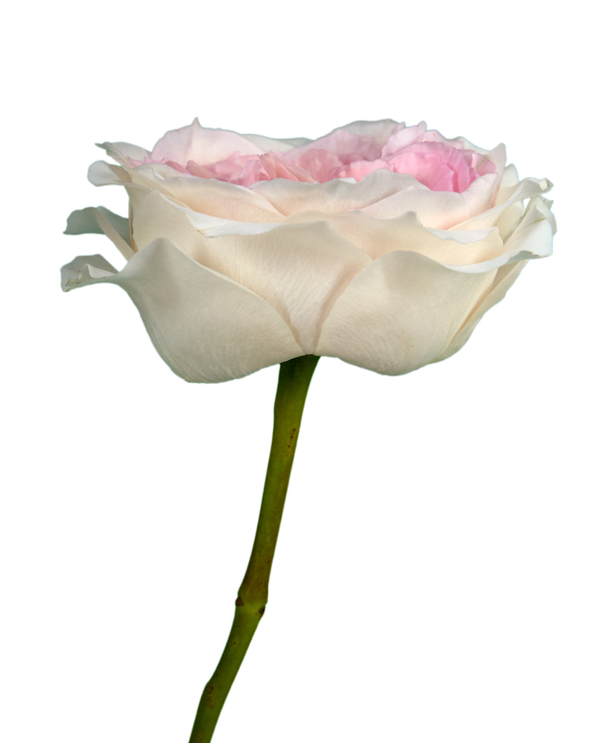 Mayra Bridal Pink Garden Rose