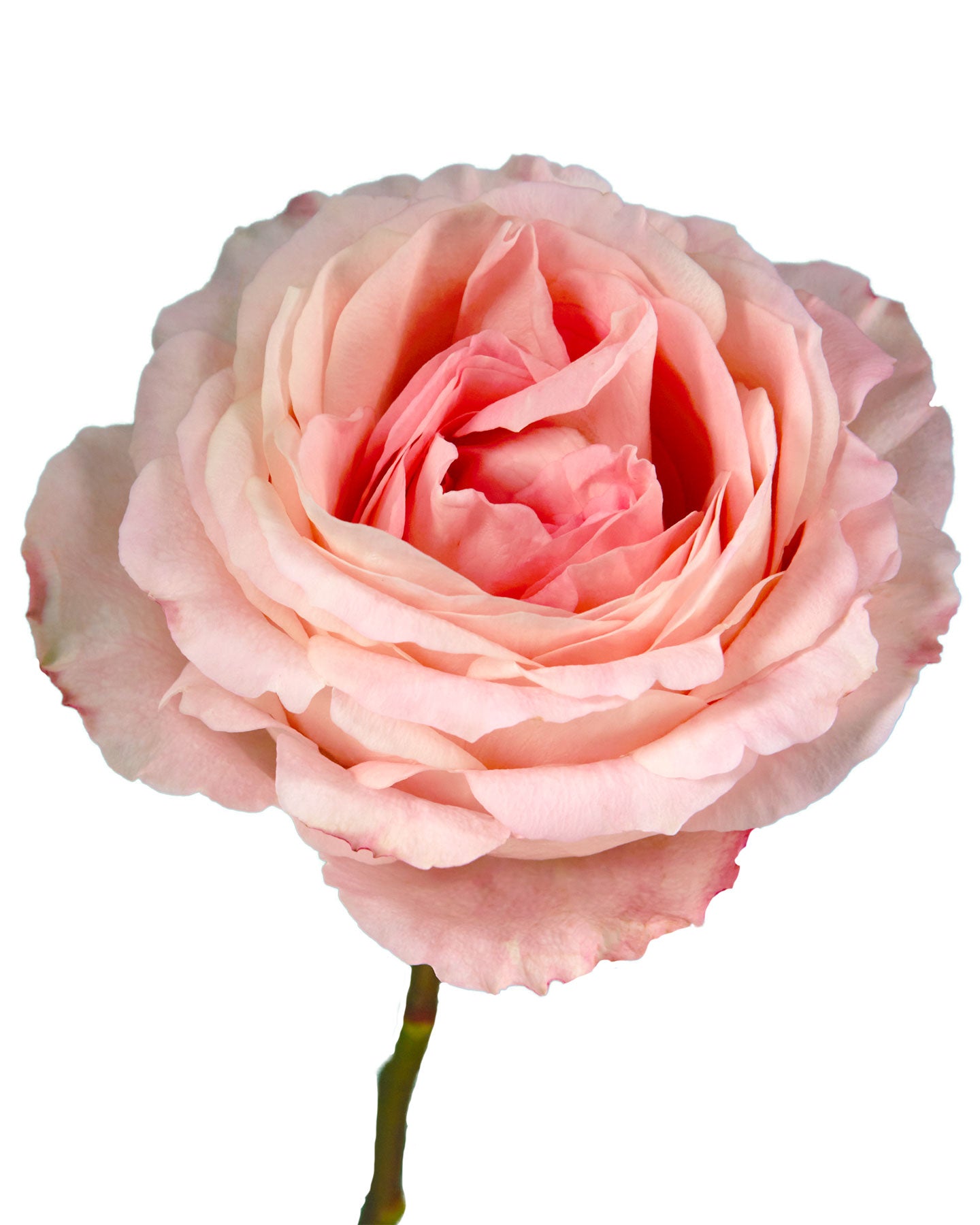 Mayra Bridal Pink Garden Rose