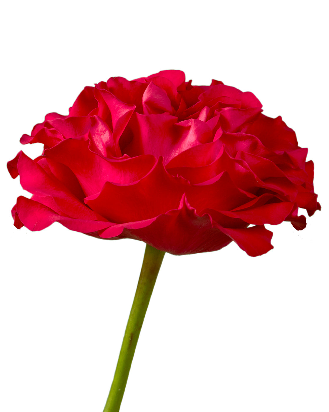 Mayra Bright Hot Pink Garden Rose