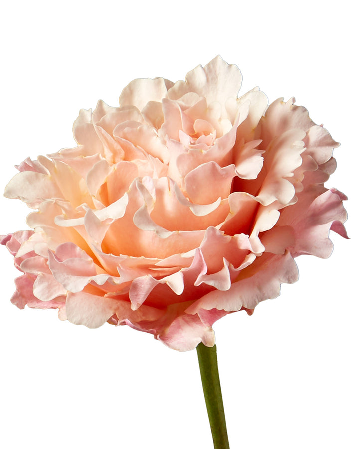 Mayra Peach (Flamingo) Garden Rose Valentine Day