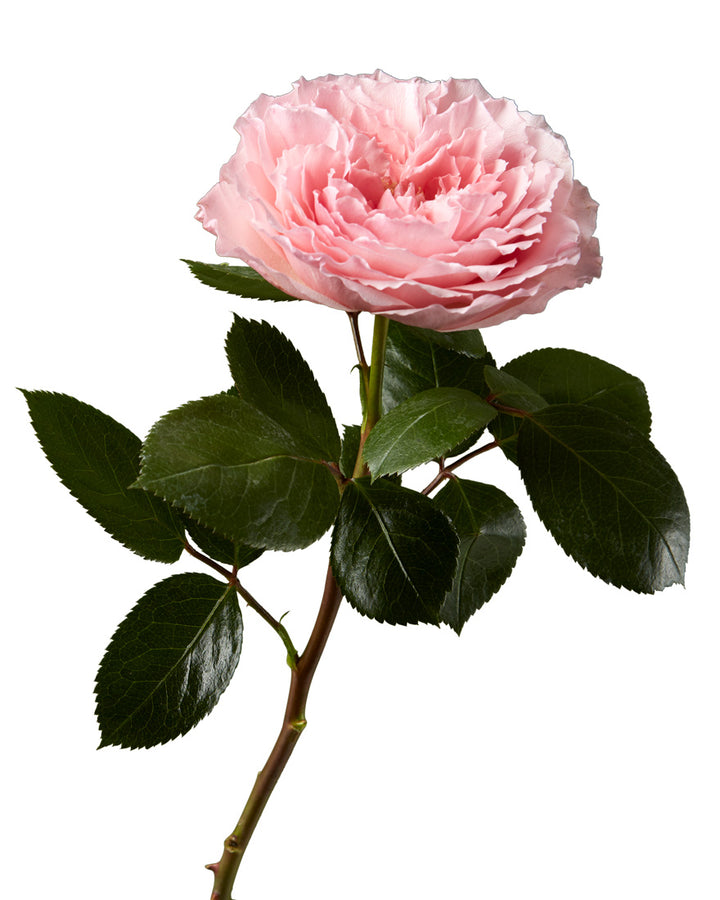 Mayra Pink Garden Rose Valentine Day