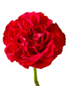 Mayra Hot Pink Garden Rose