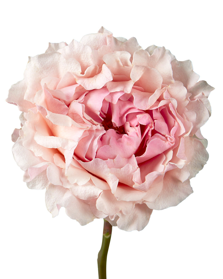 Mayra Peach Garden Rose Mother's Day