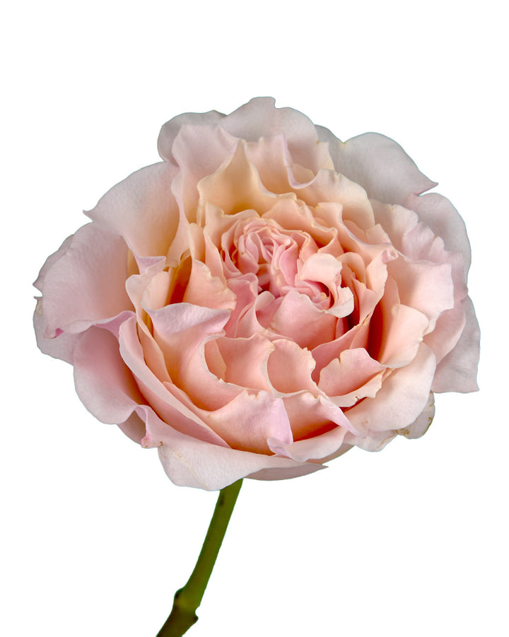 Mayra Peach (Flamingo) Garden Rose Valentine Day