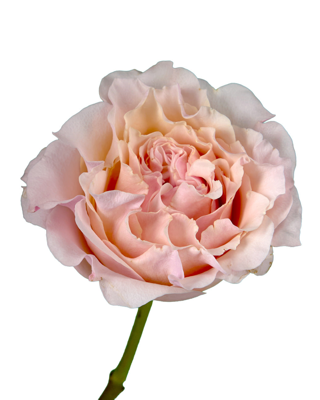 Mayra Peach (Flamingo) Garden Rose Valentine Day