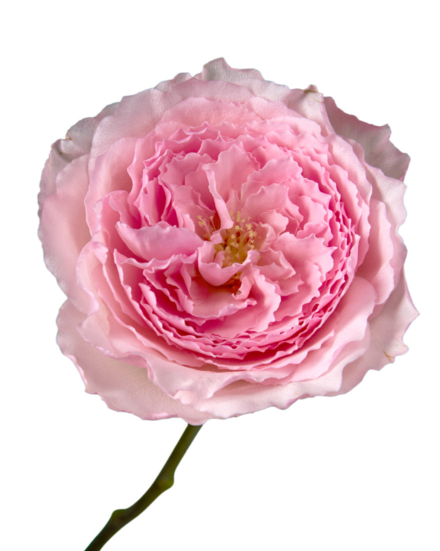 Mayra Pink Garden Rose