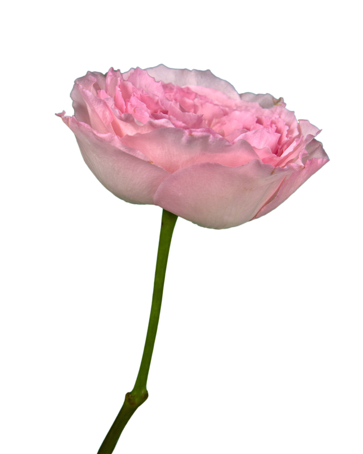 Mayra Pink Garden Rose