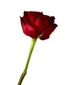 Mayra Red Garden Rose