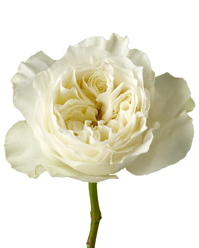 Mayra White Garden Rose Mother's Day