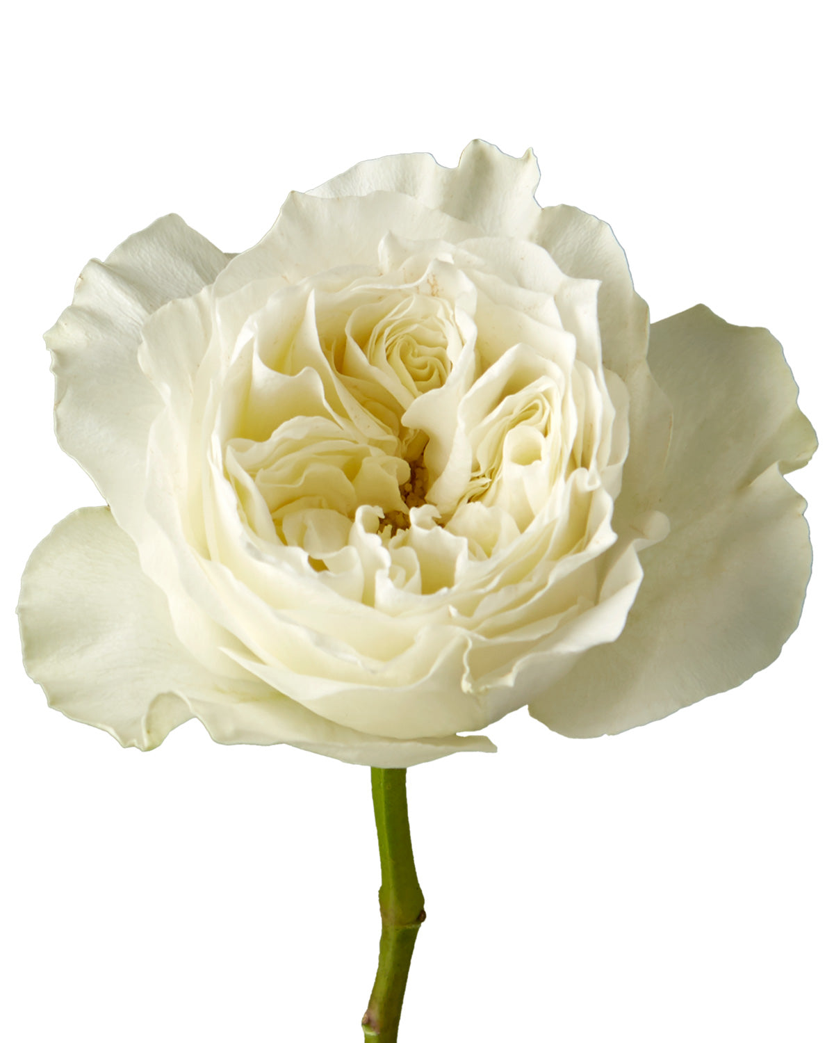 Mayra White Garden Rose