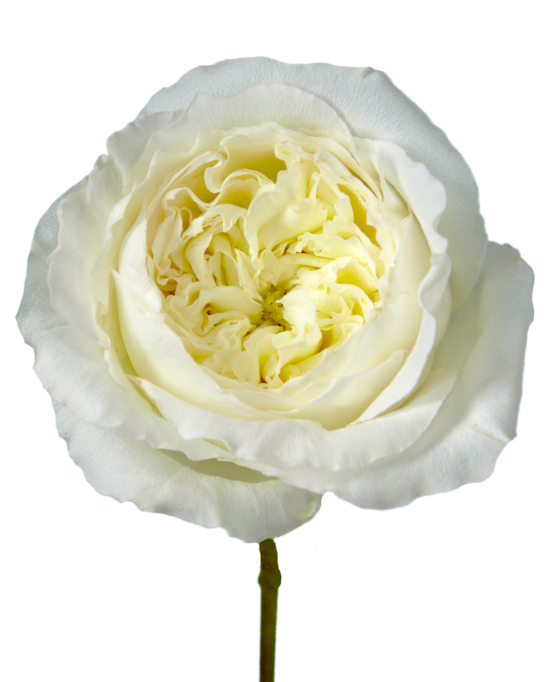 Mayra White Garden Rose