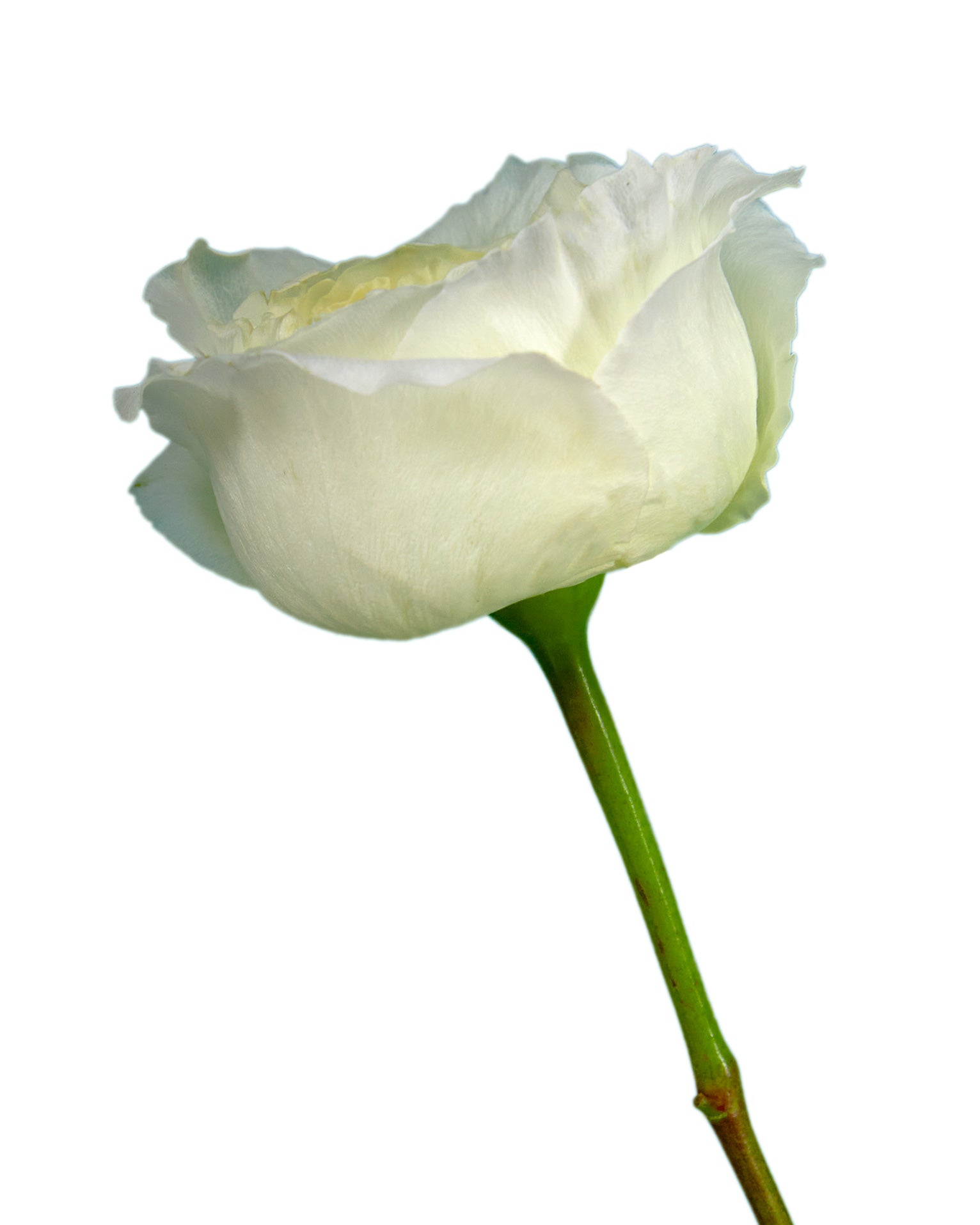 Mayra White Garden Rose