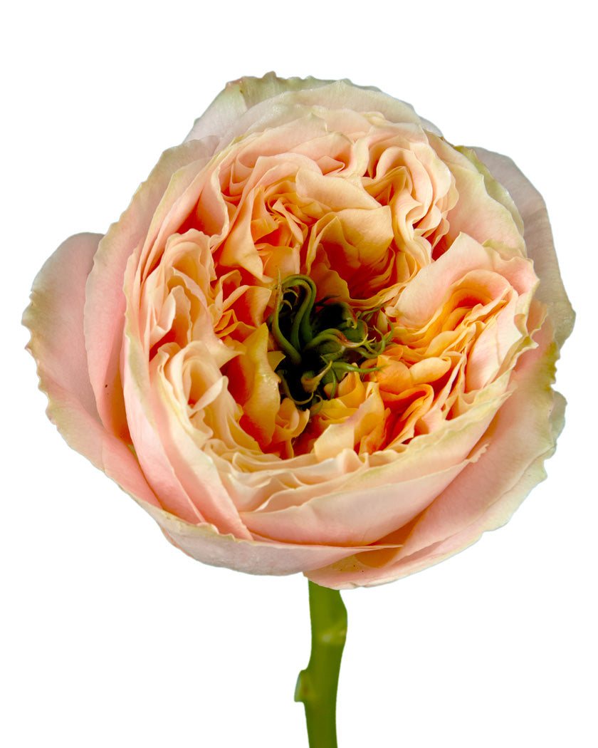 Wholesale Fuego Rose | PetalJet