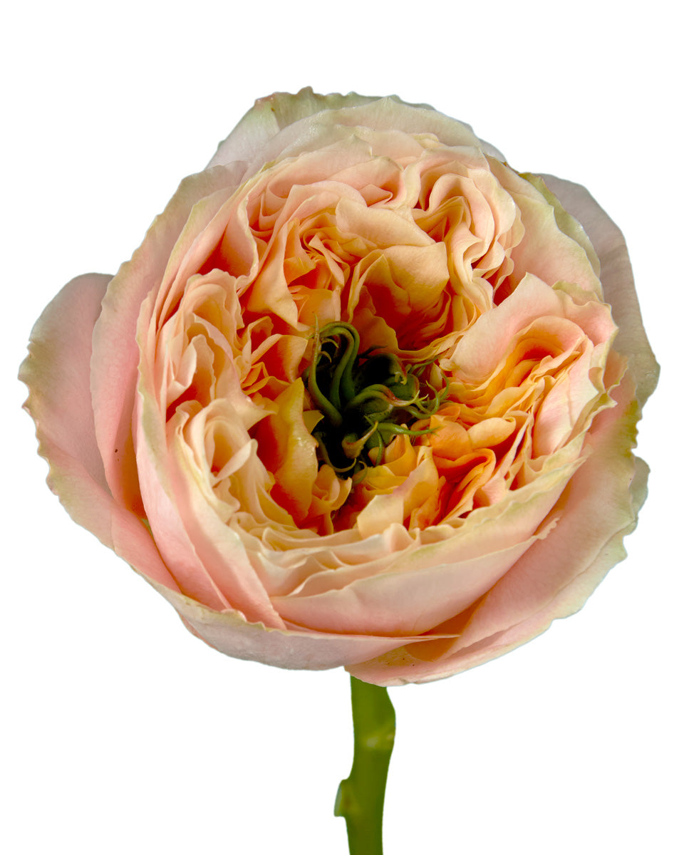 Melon Xpression Garden Rose