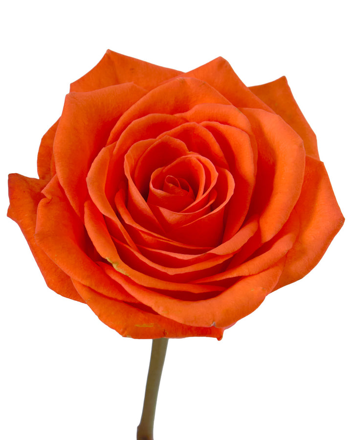Merapi Rose
