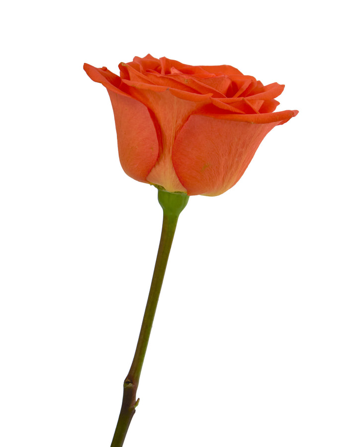 Merapi Rose