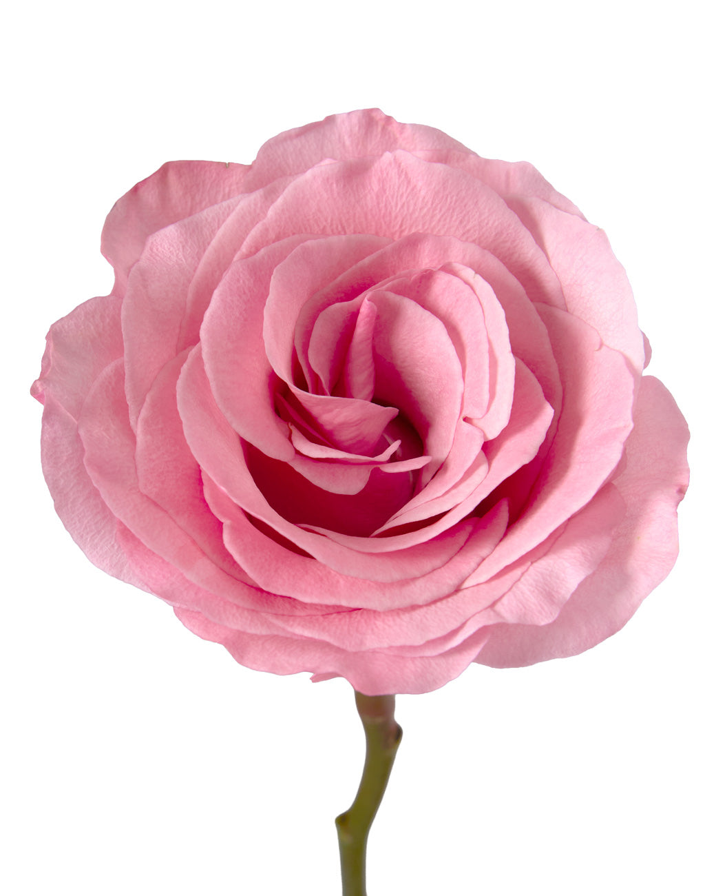 Millennial Pink Rose