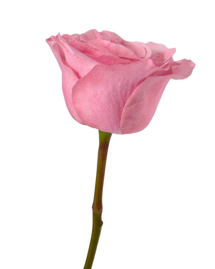 Millennial Pink Rose