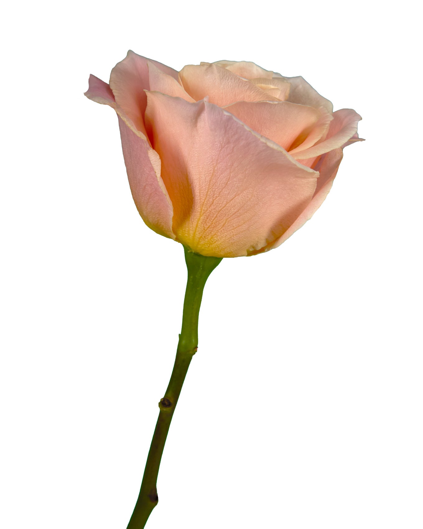 Miss Piggy Rose