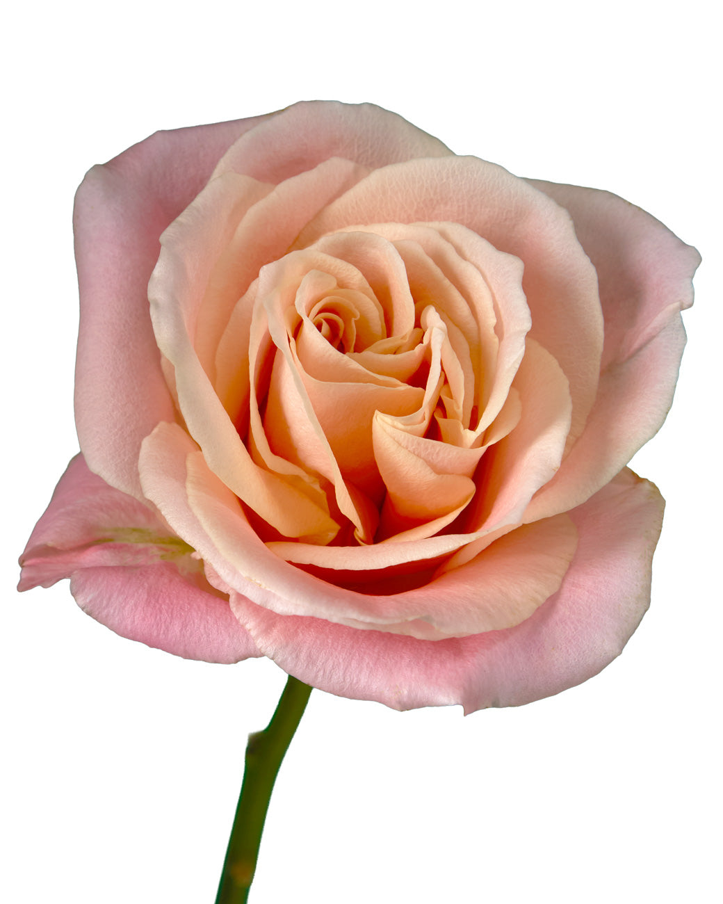 Miss Piggy Rose