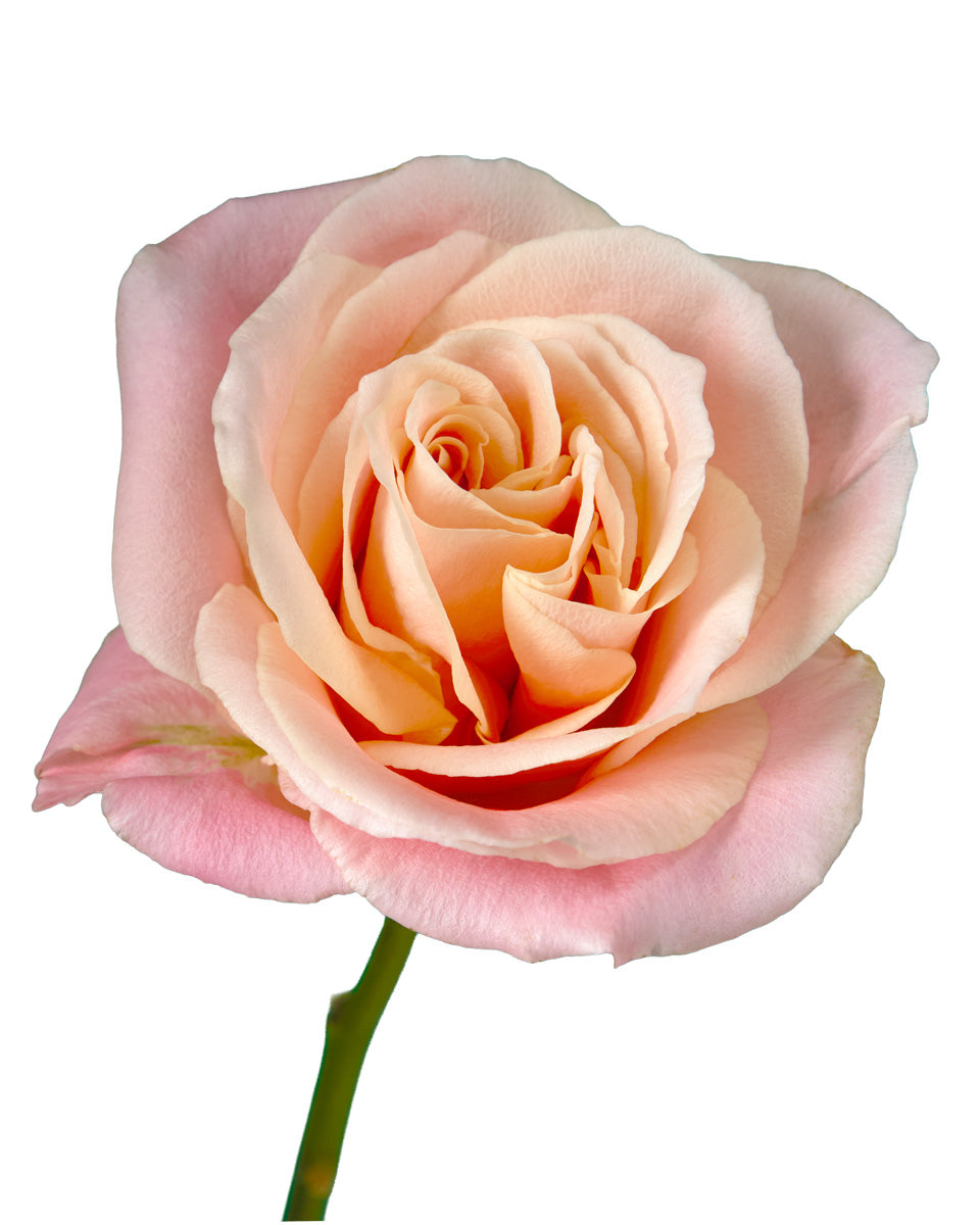 Miss Piggy Rose Valentine Day