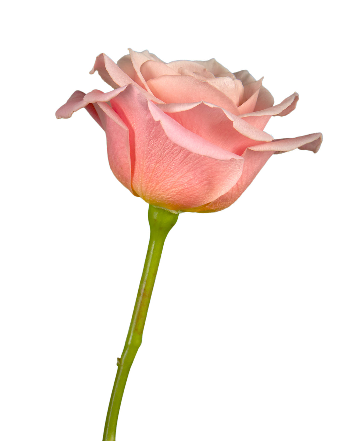 Miss Piggy Rose Valentine Day